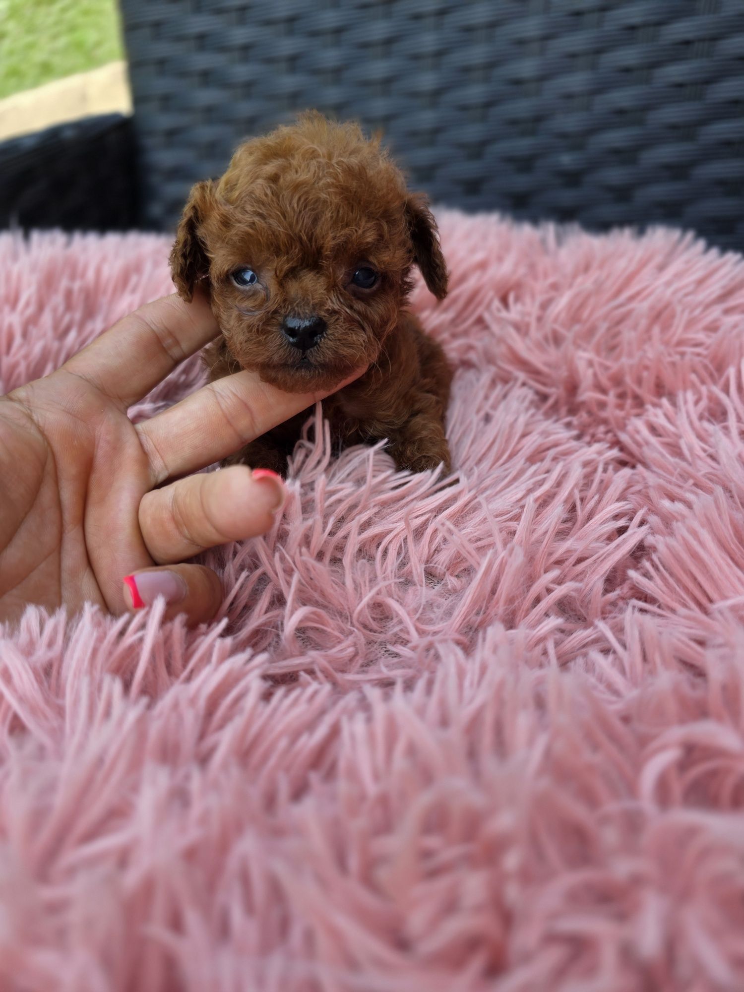 Пудел тийкъп Момиче/Teacup poodle/ с документ за произход