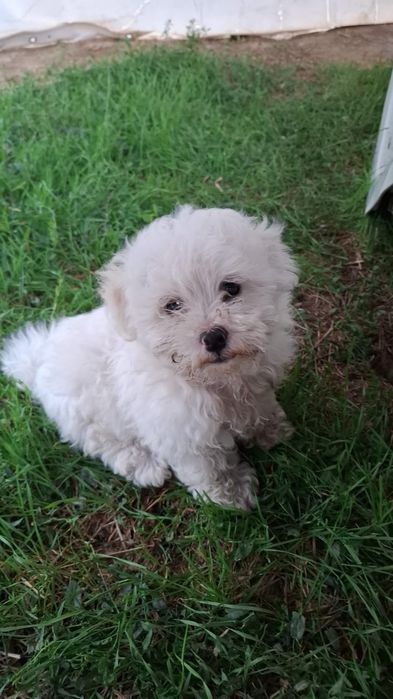 Bichon Maltez băiat