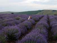 vand lavanda productie 2025 si tufe mari