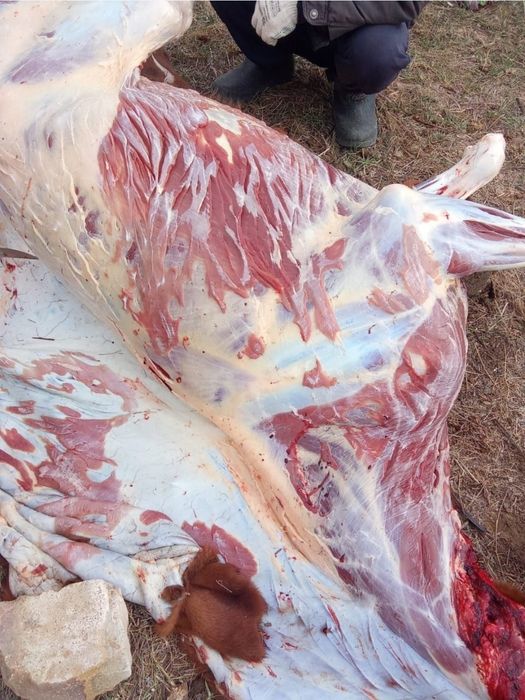 Мясо свежая сегодня привезли