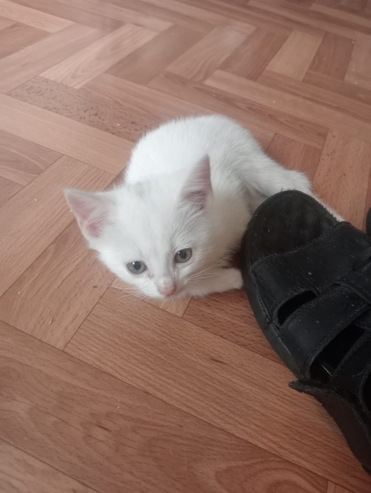 Котята бесплатно