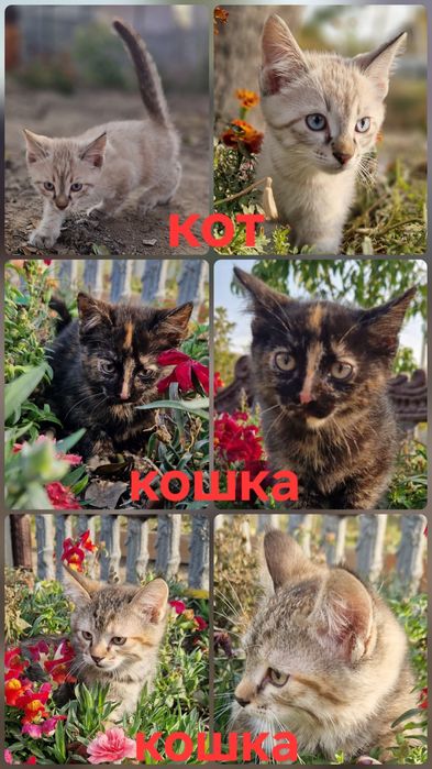 Отдам котят в хорошие руки