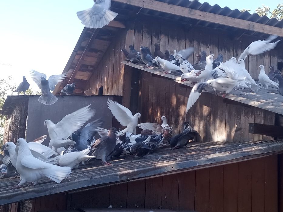 Porumbei de vânzare