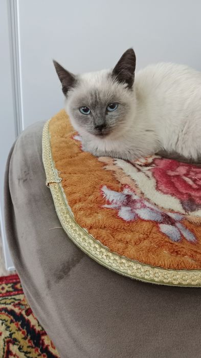 Отдам котика,мальчик в хорошие руки