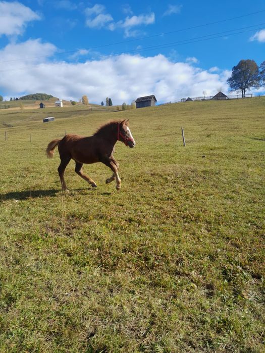 Vand manza, pe 15 face 5 luni