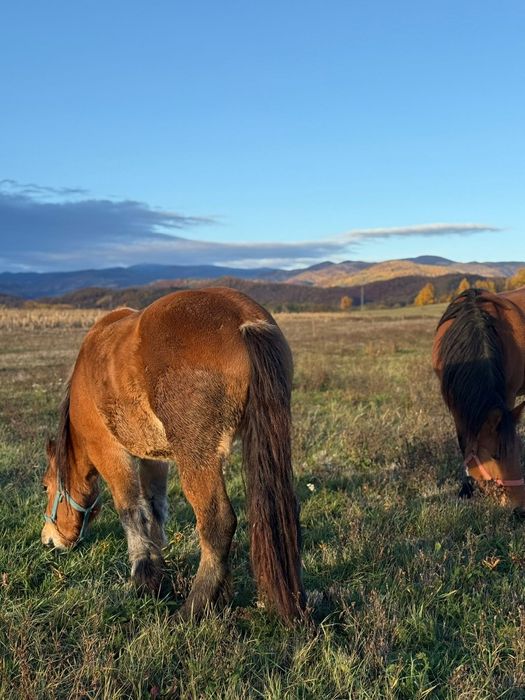 Vând mânză de 2 ani