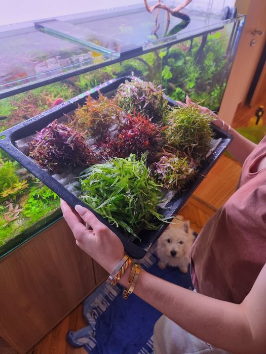 Plante Acvariu Colorate