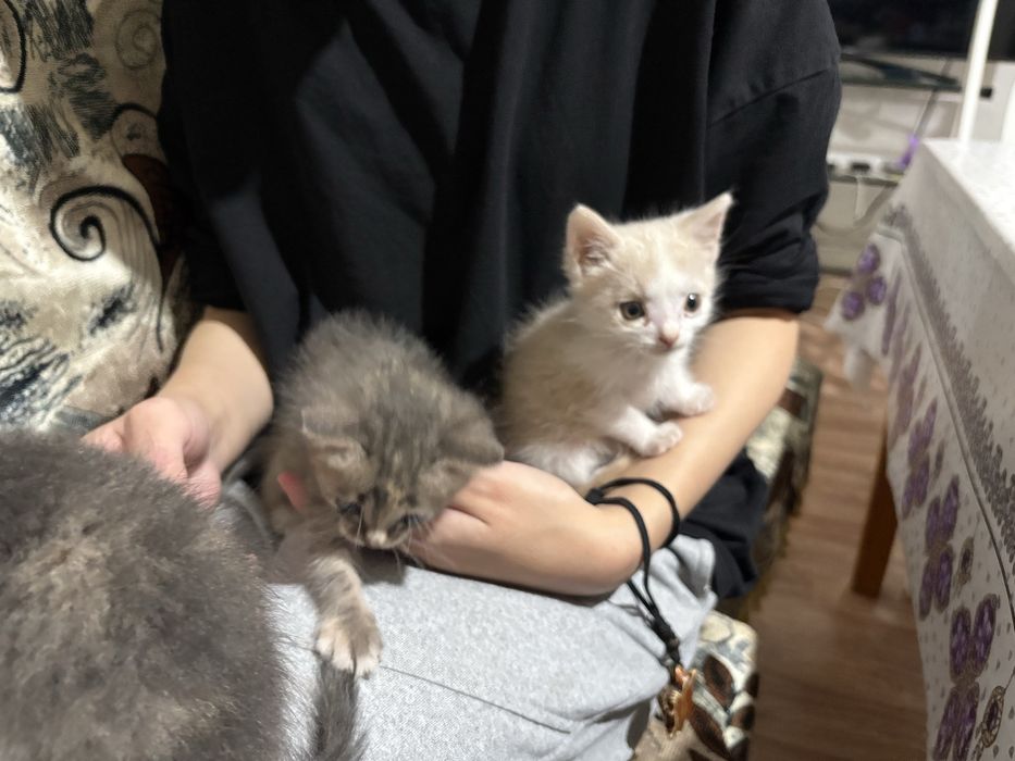 Два котята, девочки.