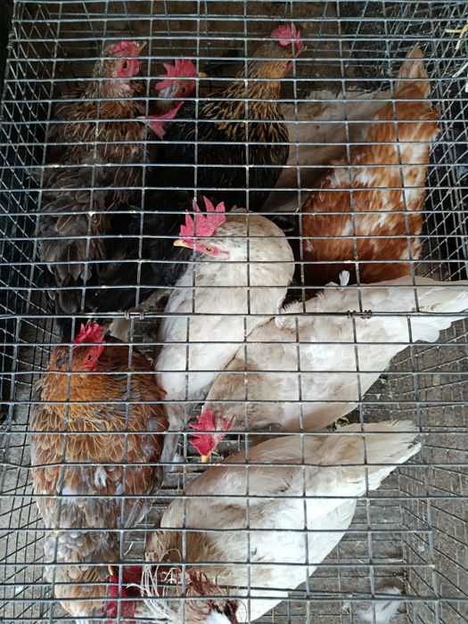 Домашний товукла сотлади