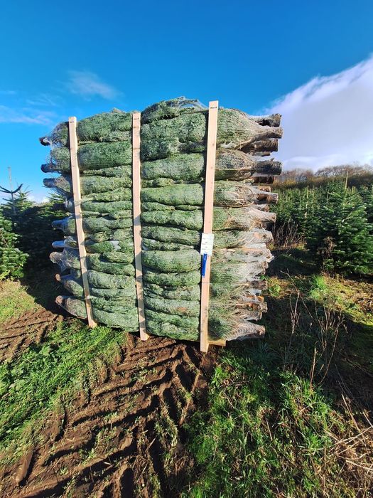 Brazi de craciun import Danemarca angros