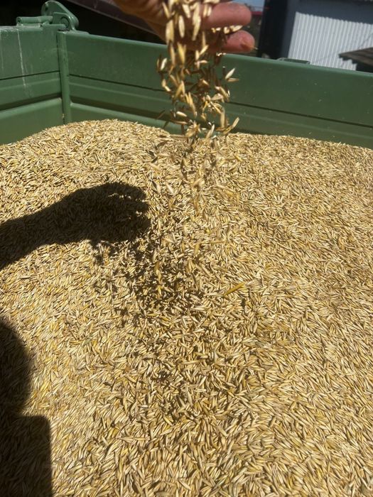 Ovaz productie  2025