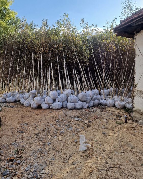 Mesteacan tei platan preț minim