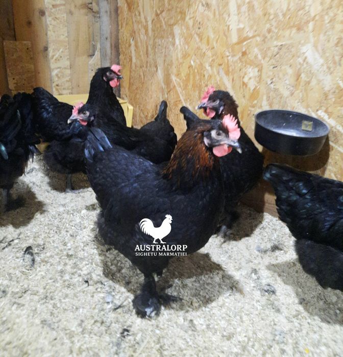 Ouă pt incubat Marans Negru Arămiu