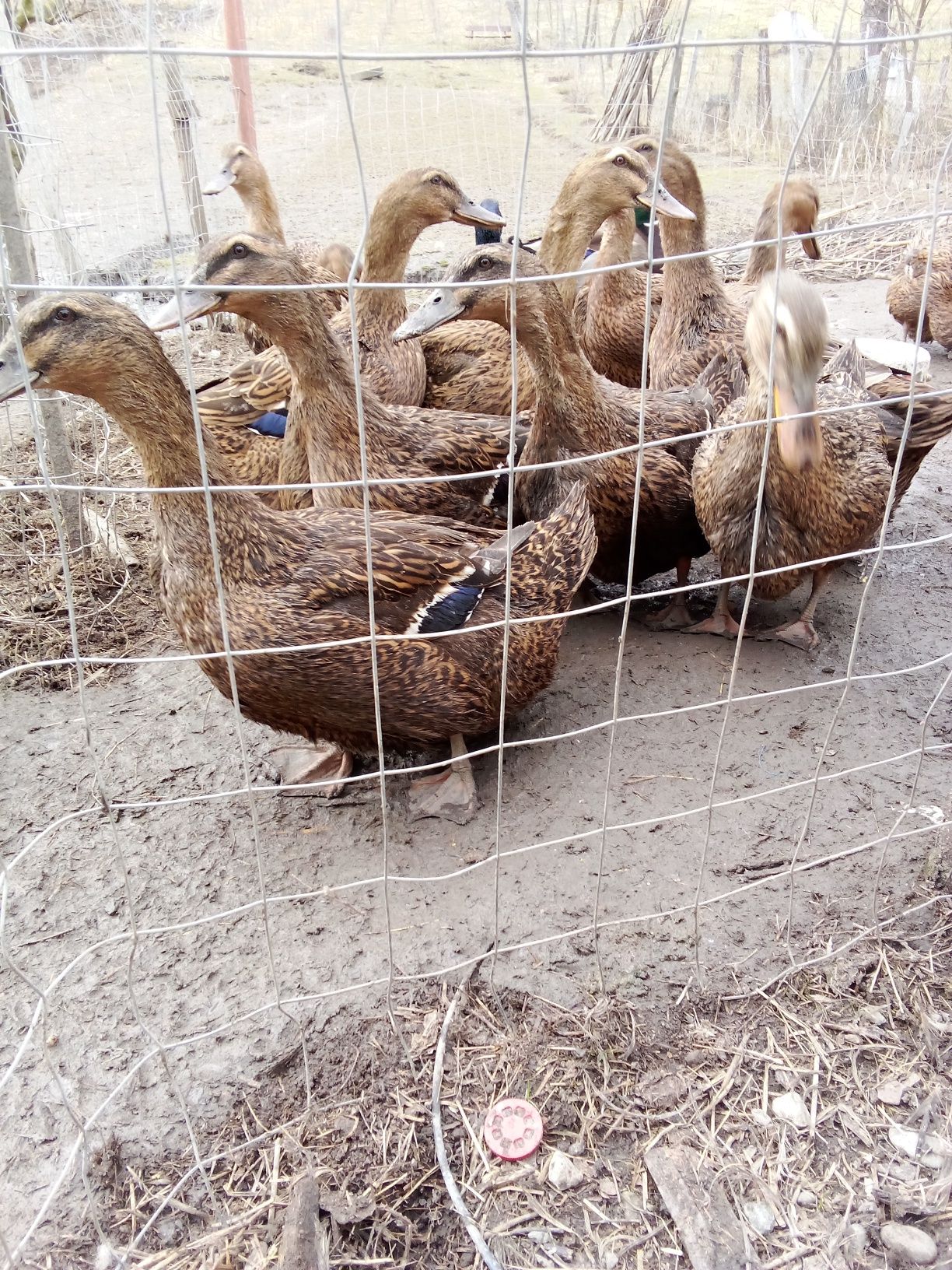 Vînd oua de rata Rouen pentru incubat