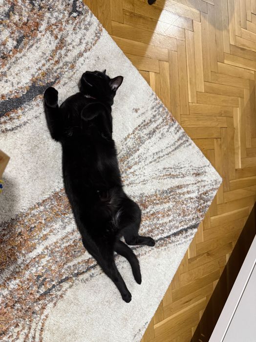 Подарявам Домашно Гледана Котка