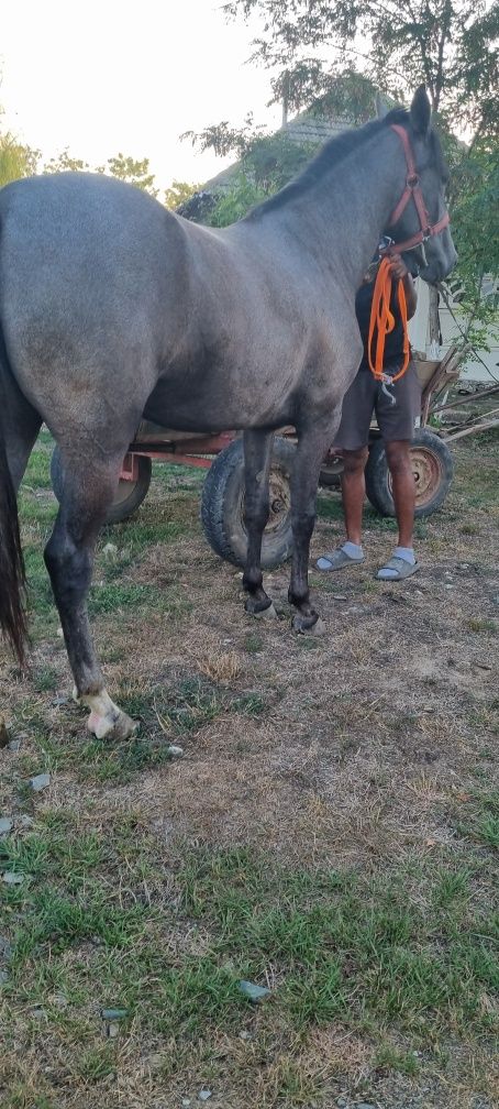 Vând mânză Arab cu trapas