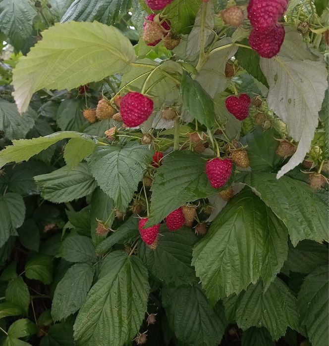 Vand butaş de zmeură polka soi remontant