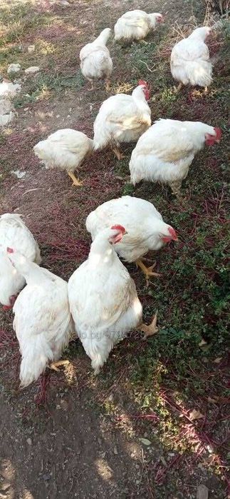 Домашно изгледани бройлери