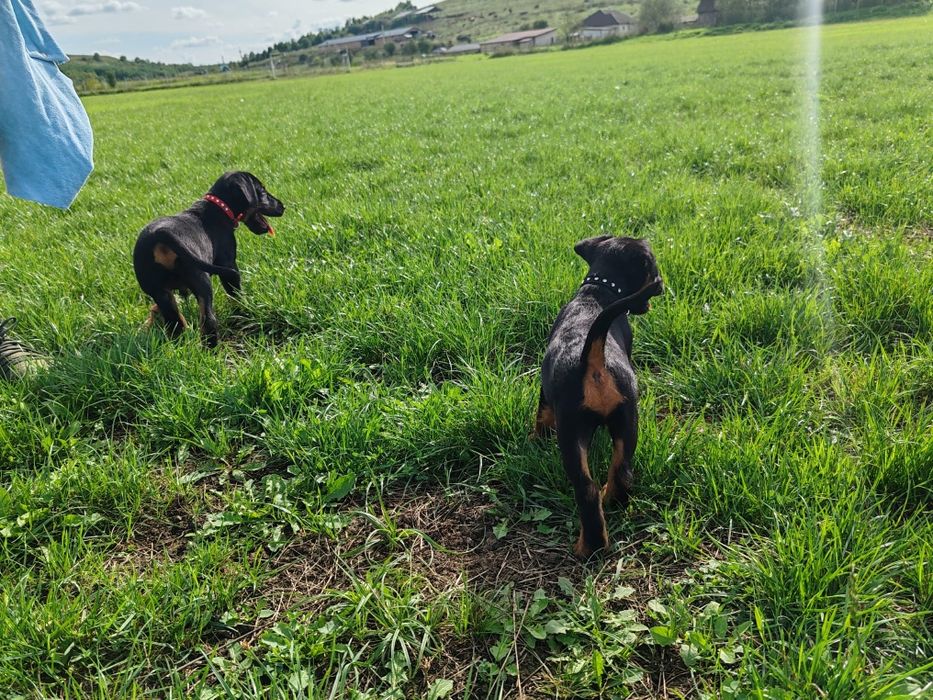 Disponibil spre o casa noua catel  4 luni jakd terrier