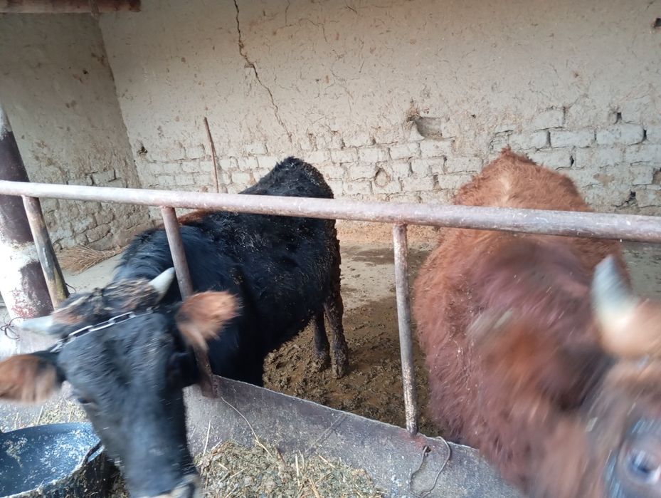 Madaniyat buqalarni. Sogʻlom buqa yeb ichishi yaxshi