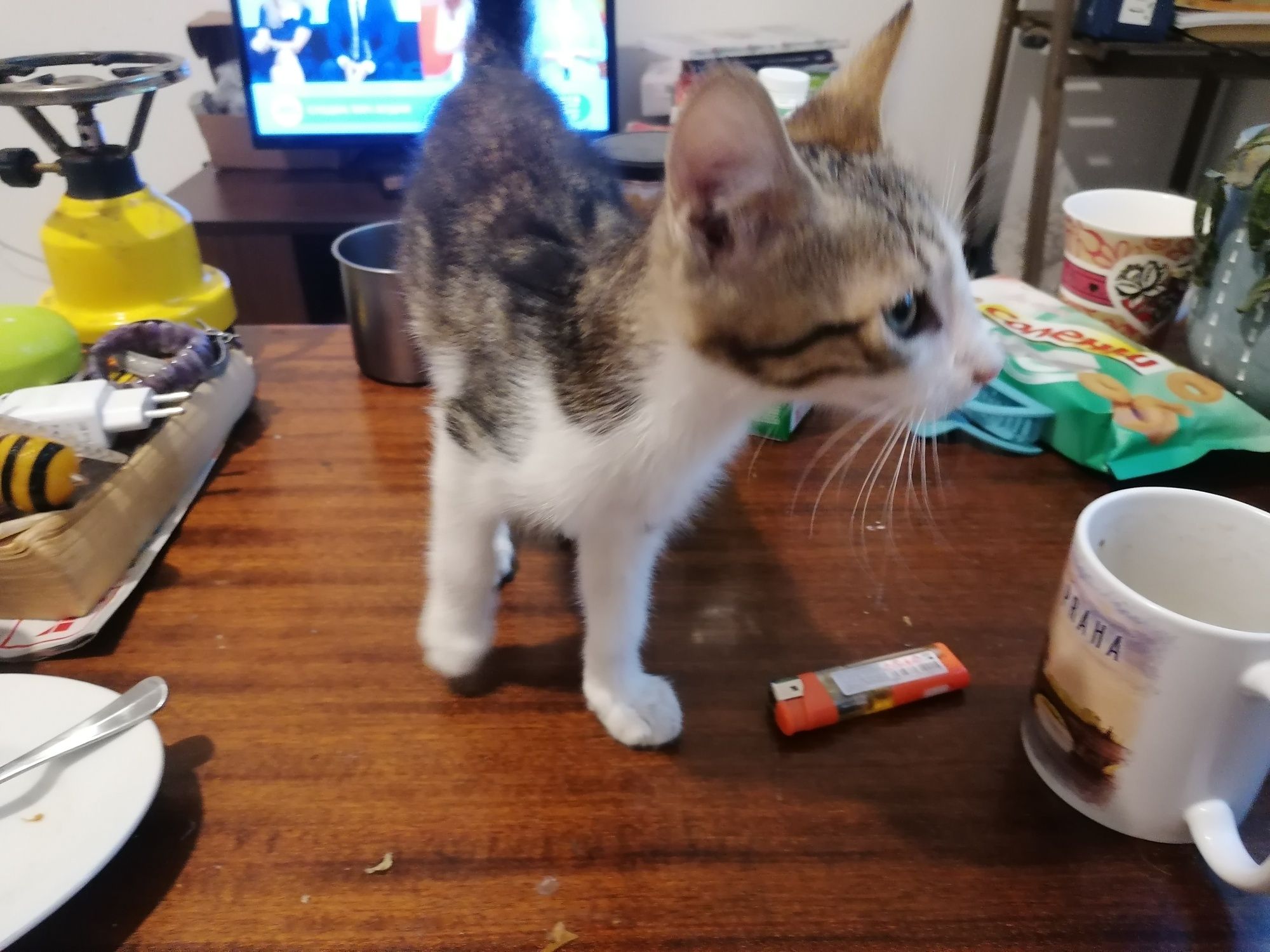 Коте търси своя човек
