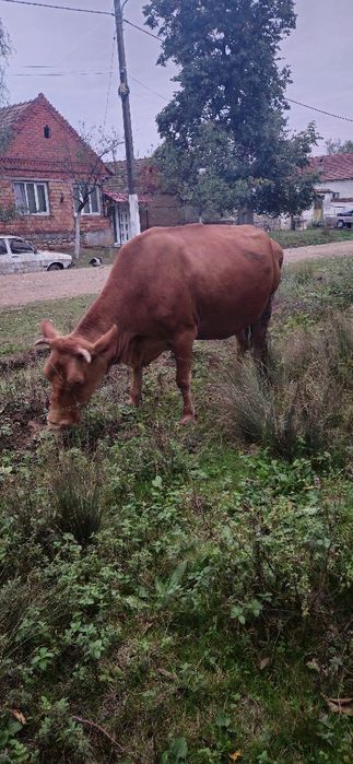 Vând vaca baltata românească