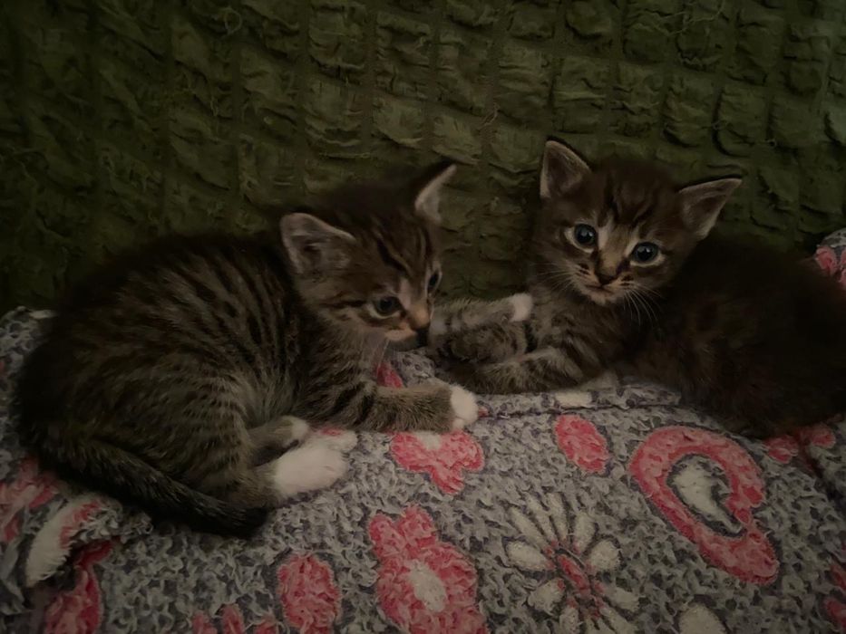 Отдам котят в добрые руки