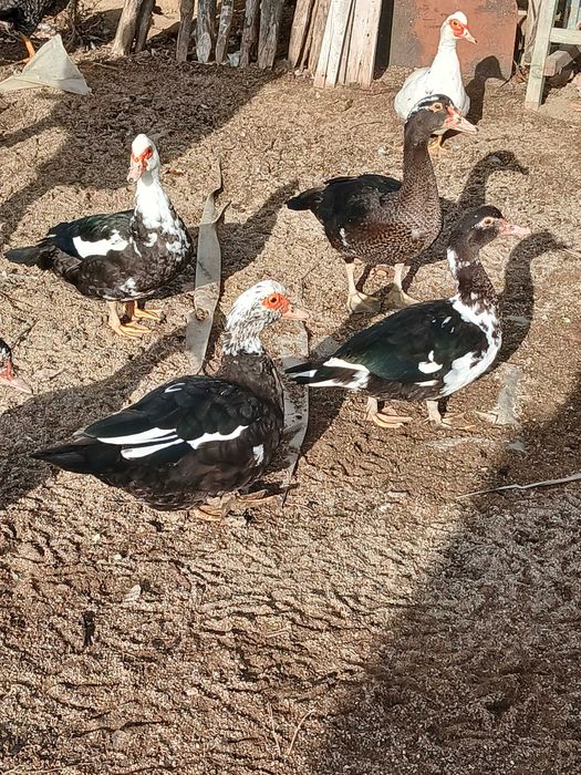 Vând rațe mute tinere de anul acesta. Vadu Crisului