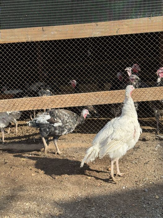 Продаются индейки.