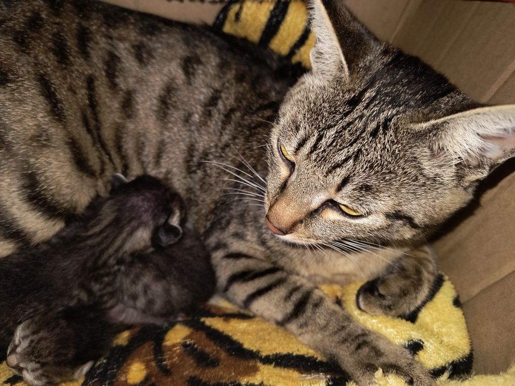 Отдам котят бесплатно