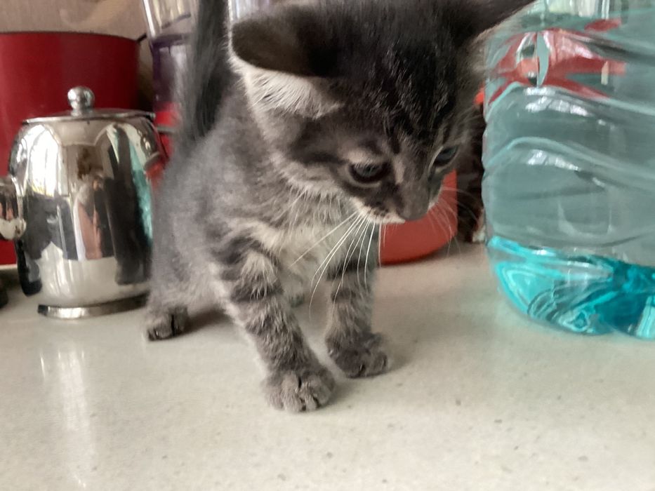 Продаётся домашний котёнок