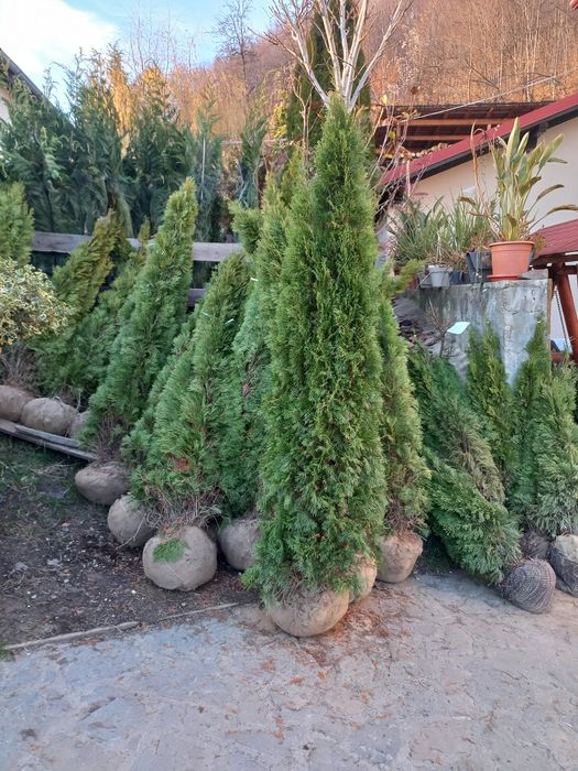 Tuia smarald dimensiuni Mari 2.30 3.00m oferim transport gratuit