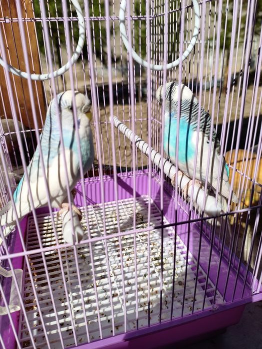 Попугаев в комплекте