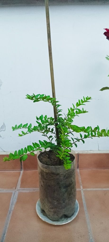 Китайска паричка, рози,розмарин,салвия,аукуба,евонимус,чашкодрян,