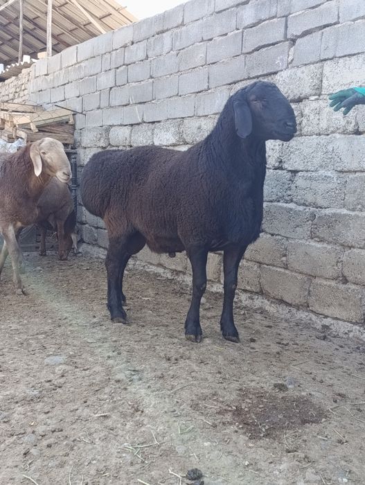 Qochqorlar sotiladi
