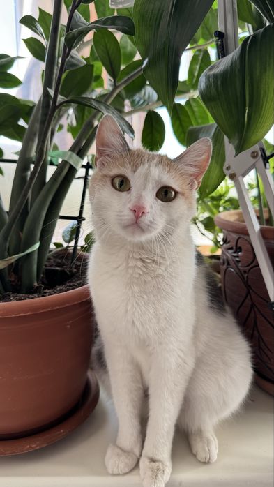 Кошечка ищет дом, 2 года, стерилизована