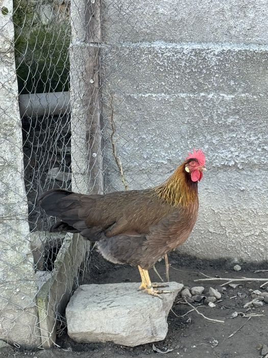 Italiene Potarnichiu