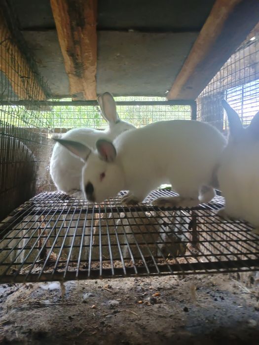 Vând iepuri californieni.