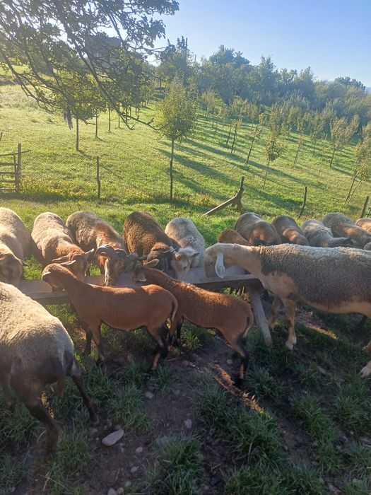 Animale de vanzare