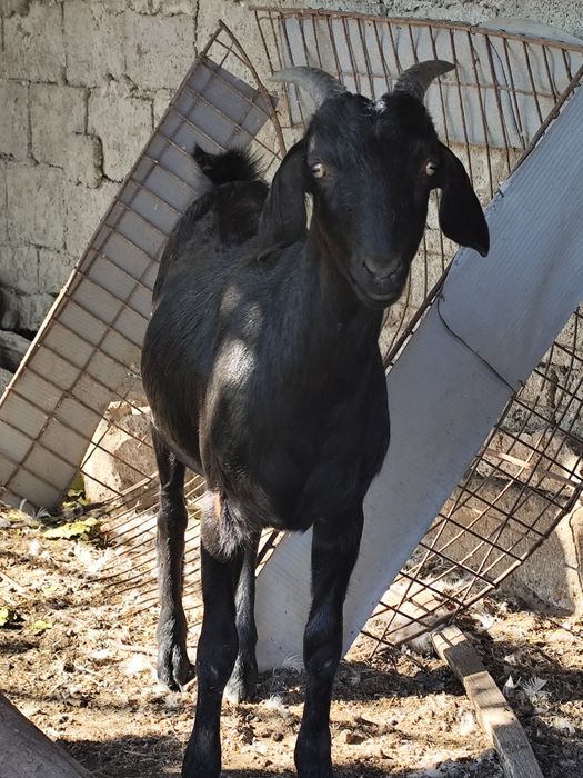 Căprițe tinere, Ieduțe