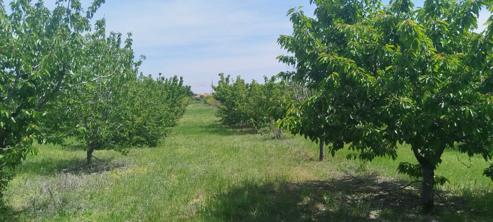 Овощна  градина - череши