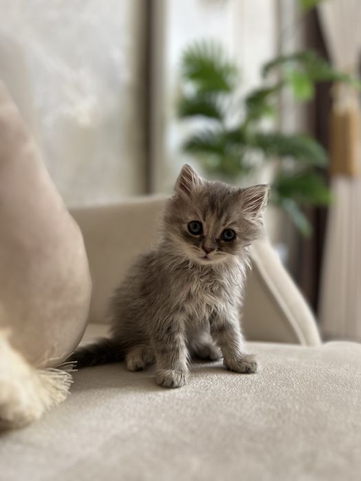 Скотиш страйт 2 ойли киз бола