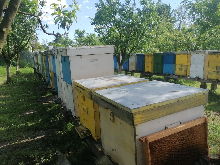 Stupi de albine familii 370 / stup