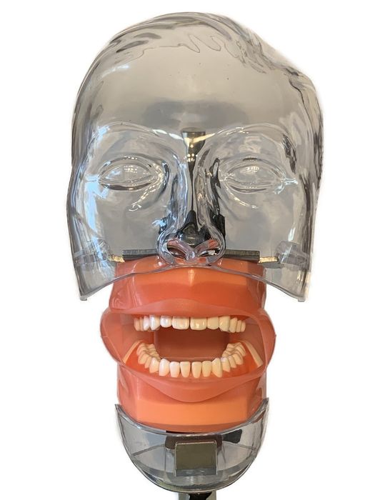 Manechin de practică pentru facultate sau clinica cu prindere de masă