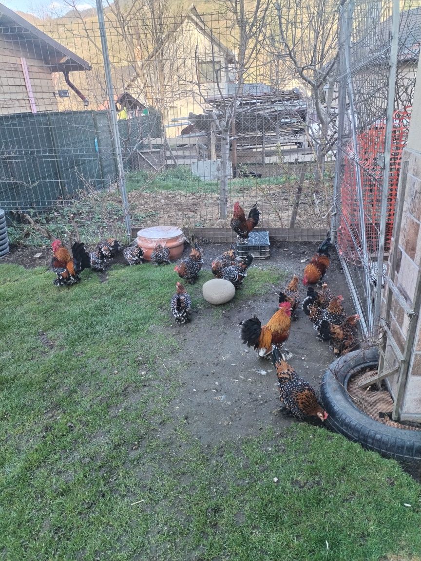 Oua pt incubat din rasa mii de flori porțelan