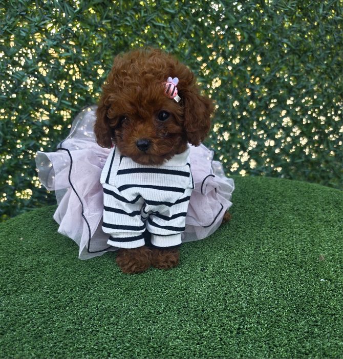 Той пудел /Toy poodle/ 100% Toy/Всички ваксини