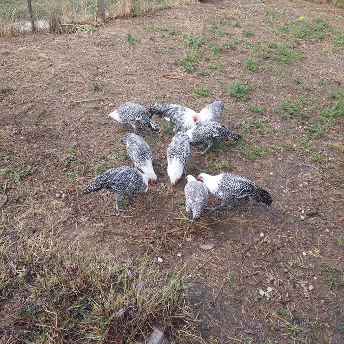 Продавам вествалски петлета