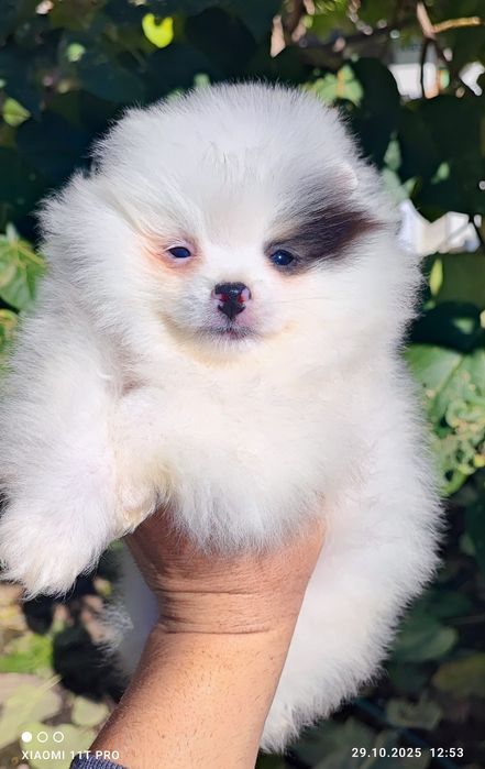 Померан померанче