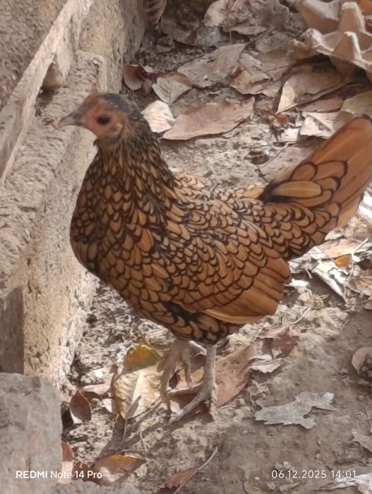 2 ta bor tovuq sebrayt