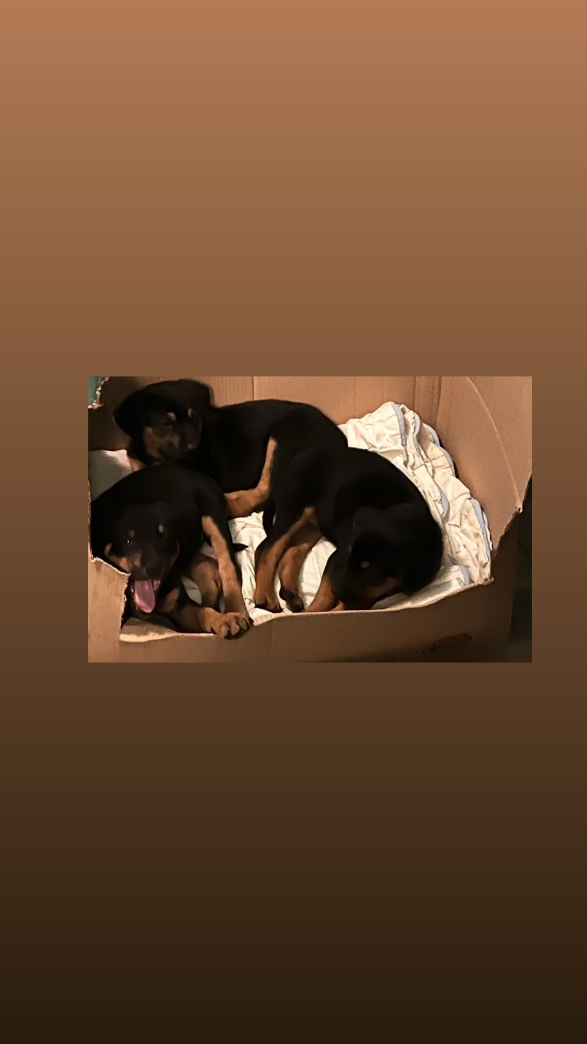 Câteluș pentru adopție!